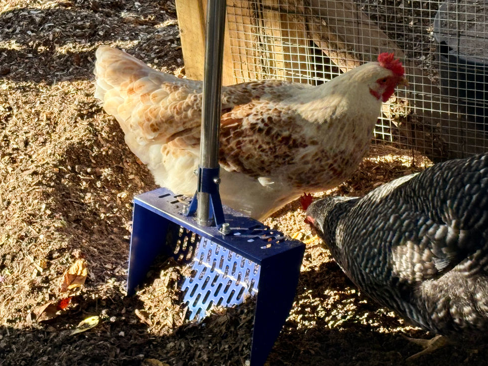 Cleaning out the hen run