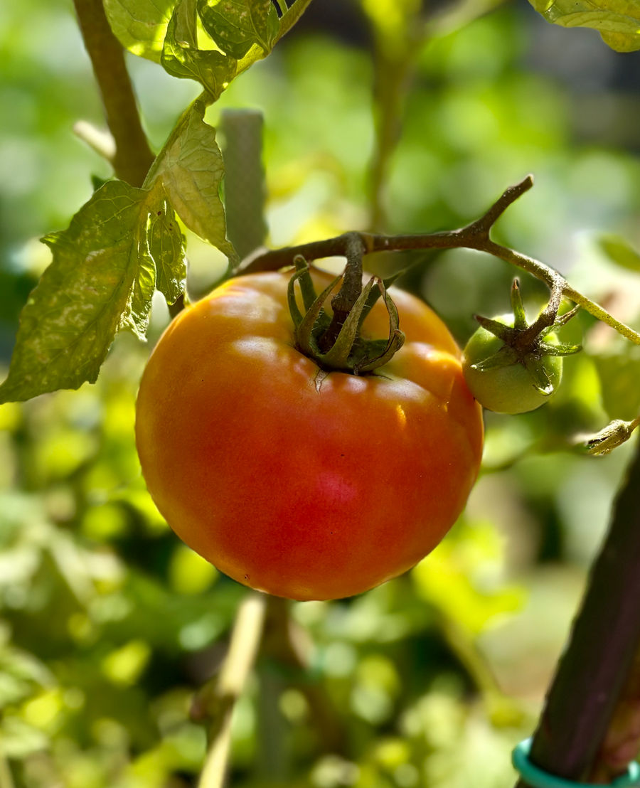 A ripe tomato on the vine