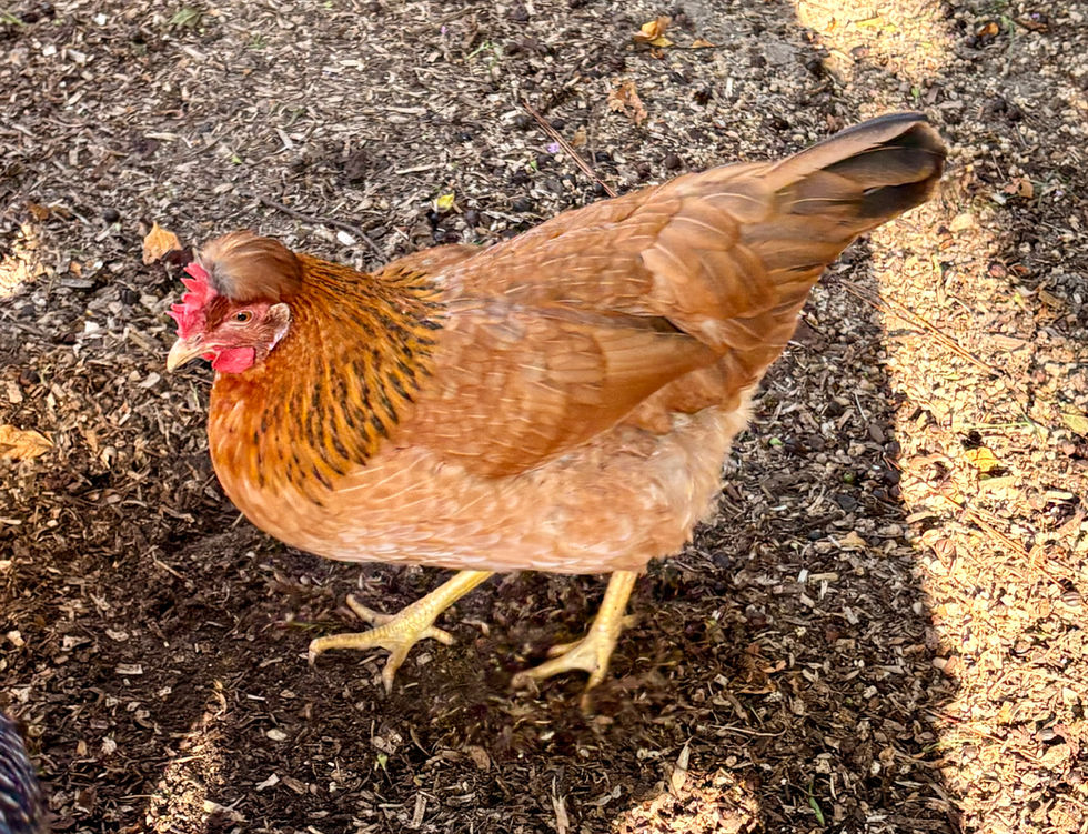 Eggie