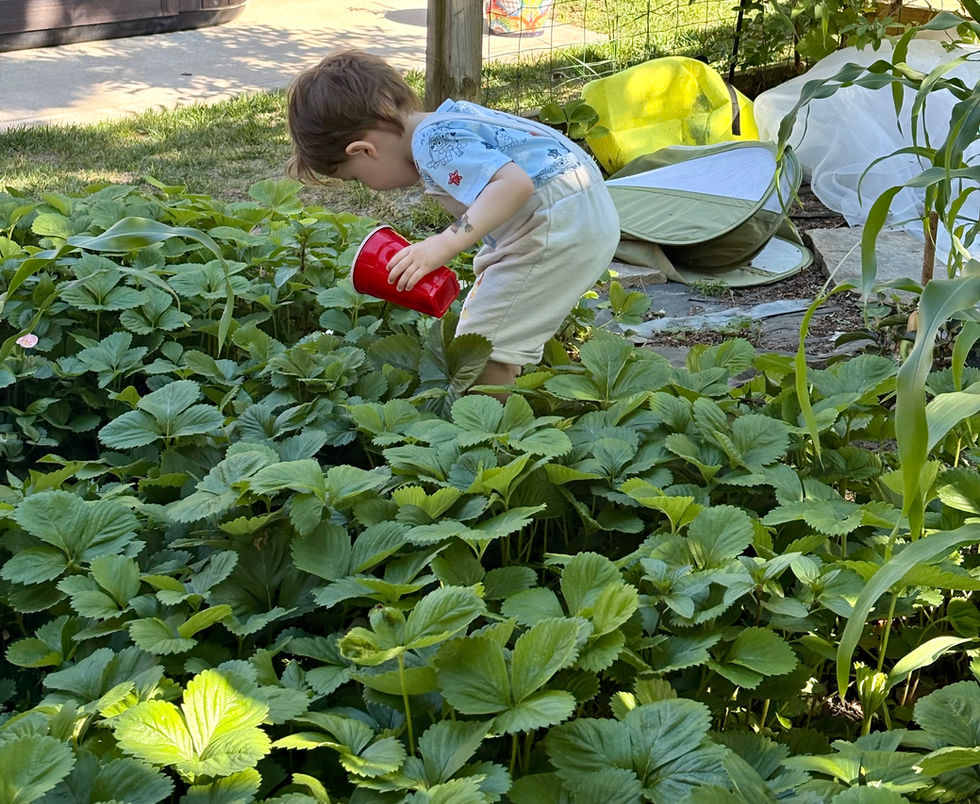Picking fresh strawberries in the garden